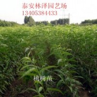 早熟桃樹苗批發(fā)價格 晚熟桃樹苗種植