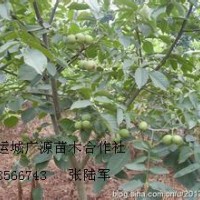 1米以上核桃苗大量出售、大量核桃苗低價(jià)供應(yīng)