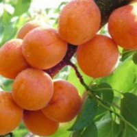 山西3--5公分杏樹價格 山西3--5公分杏樹報價 山西3--5公分杏樹占