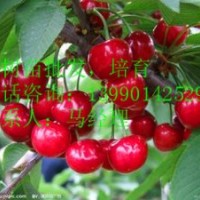 紅燈，黑珍珠櫻桃，烏克蘭