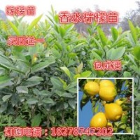 果樹苗/香水檸檬苗/北京檸檬苗/嫁接苗/檸檬樹苗/可盆栽/當年結(jié)果
