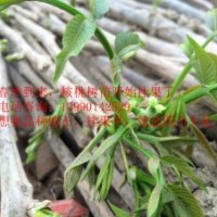 核桃小苗當(dāng)年掛果，早實核桃苗批發(fā)，薄殼核桃苗苗圃