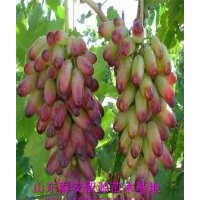 山東葡萄苗價格，優(yōu)質(zhì)葡萄苗品種