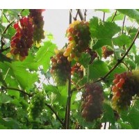 茉莉香大棚葡萄苗價(jià)格 蜜汁葡萄苗種植