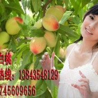 集安白桃 集安白桃苗 集安白桃樹苗 耐寒桃樹苗