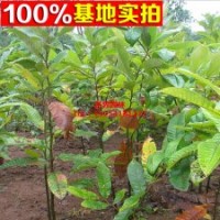 出售板栗苗 品種規(guī)格齊全