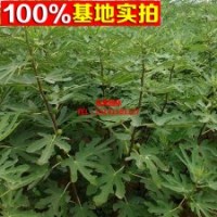 基地常年供應(yīng) 波姬紅無(wú)花果苗