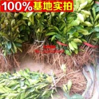 適合盆栽果樹 橙樹新品種 血橙