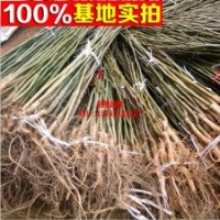 青皮 香玲 8518 （豐輝核桃）