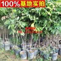 儲(chǔ)良龍眼桂圓嫁接種苗 盆栽綠化