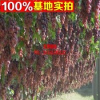 供應(yīng)優(yōu)質(zhì)紅地球葡萄苗 果樹苗