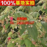 優(yōu)質(zhì)高產(chǎn)成活率高 雙季紅樹莓