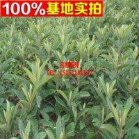 枇杷樹(shù)苗新品種--夾腳大枇杷