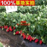 四季結(jié)果草莓 基地長期批發(fā)價(jià)格低