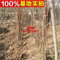 供應(yīng)各種 櫻桃苗大櫻桃苗 高成活