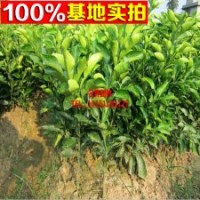 批發(fā)供應(yīng)果苗 嫁接柚子樹苗 柚子
