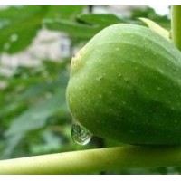 大青皮、日本紫無(wú)花果