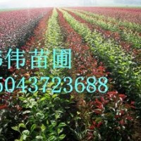 龍豐果接穗，美國抗寒大櫻桃接穗，吉勝雞心李子接穗，龍秋果接穗