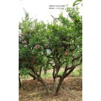 出售各種大小的安徽懷遠(yuǎn)石榴樹(shù)