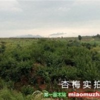 杏梅樹出售