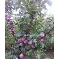 吉?jiǎng)倮钭用?吉林出售桃李苗 吉林李子苗價(jià)格