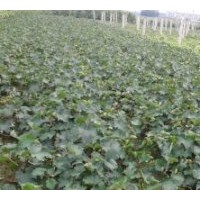 大量供應(yīng)山東平邑藤稔葡萄苗.巨峰葡萄苗