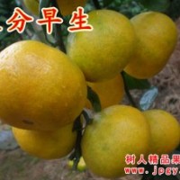 大分早生、大分一號(hào)特早熟柑橘苗