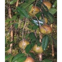 供應北京一號油茶苗 廣西油茶種子基地 玉林茶籽苗園