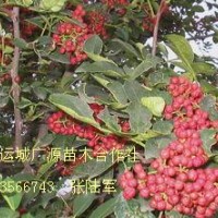 花椒苗大量低價(jià)優(yōu)惠出售