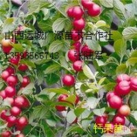 鈣果苗出售中華鈣果苗大量供應(yīng)