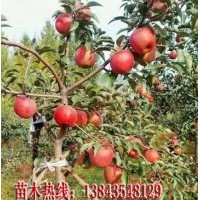 紅富貴蘋果樹苗 耐寒蘋果樹苗 盆栽蘋果樹苗 矮化蘋果樹苗