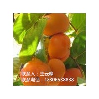 柿子苗、濱河苗木銷(xiāo)售柿子品種喵