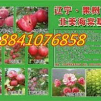 蘋果苗;吉林耐寒蘋果苗，寒富蘋果苗
