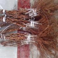 大量批發(fā)占地葡萄苗、金葉榆等苗木