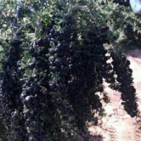 出售黑枸杞苗每年每畝收益至少5萬元（苗假一賠萬），并提供技術