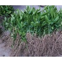 5年生紅心柚子苗價(jià)格，紅心柚子苗種植基地