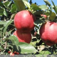 優(yōu)質(zhì)新品種岳陽(yáng)紅蘋果苗