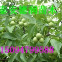 中農(nóng)短枝核桃苗報價 廠家