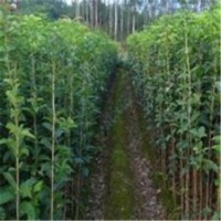 內(nèi)江市桂花苗、利源桂花、淘寶桂花苗