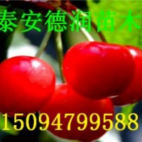 大櫻桃苗 福晨櫻桃苗價格