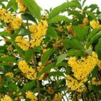 桂花樹苗出售,浙江桂花樹苗,莎莎園藝(圖)
