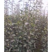 低價供應：梨樹，梨樹苗（成品苗與實生苗）