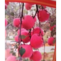 新平苗圃出售優(yōu)質(zhì)蘋果苗木2公分至4公分?jǐn)?shù)量大