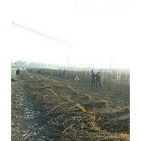 低價(jià)出售花椒苗、桃樹苗、速生楊樹苗、欒樹苗、冬青苗大葉女貞
