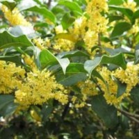 貴州桂花樹_莎莎園藝_桂花樹基地