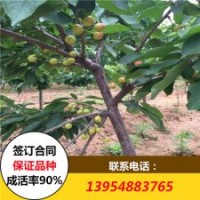 矮化大櫻桃苗價(jià)格 車?yán)遄訖烟覙涿鐑r(jià)格