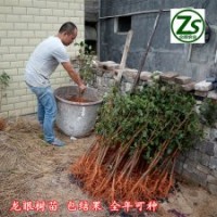 龍眼樹苗、石峽、儲良、眾順農(nóng)業(yè)