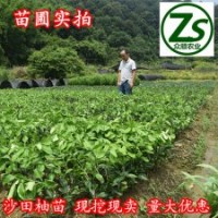 沙田柚樹苗、三紅蜜柚、紅心蜜柚