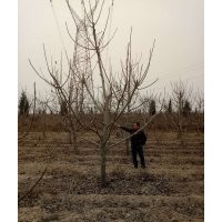 蘋果樹苗 蘋果樹苗價(jià)格