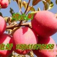 雞心果苗2萬株，龍豐蘋果苗1萬株